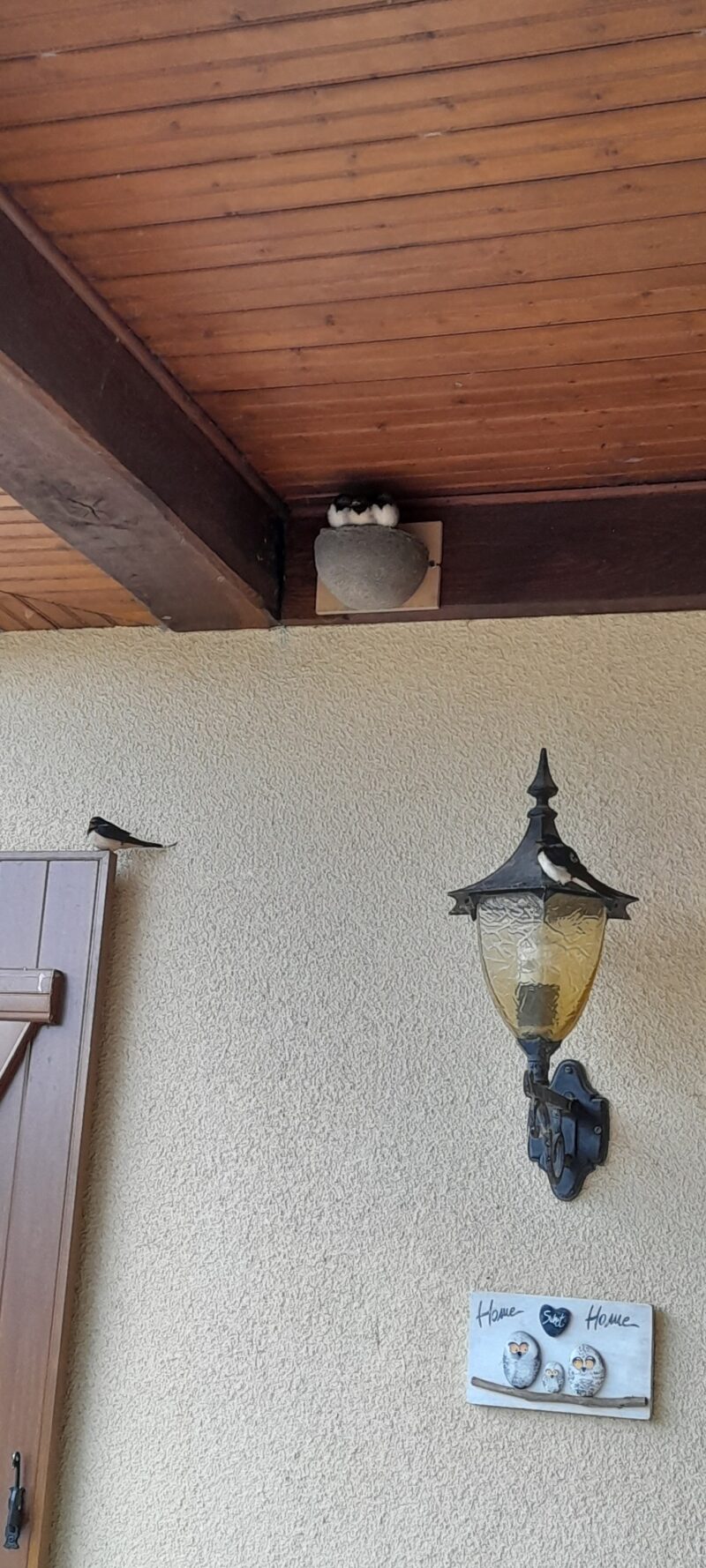 Couple d&rsquo;hirondelles rustiques et jeunes hirondelles dans leur nid